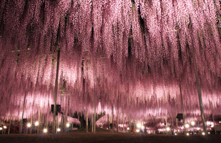 Ashikaga Flower Park 